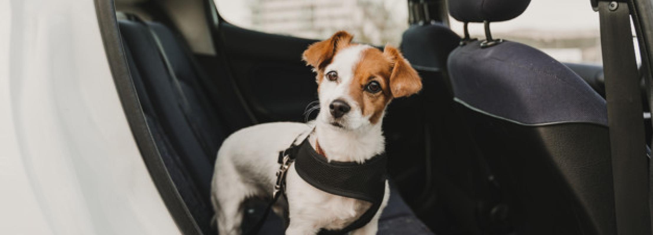 hond vervoeren in de auto