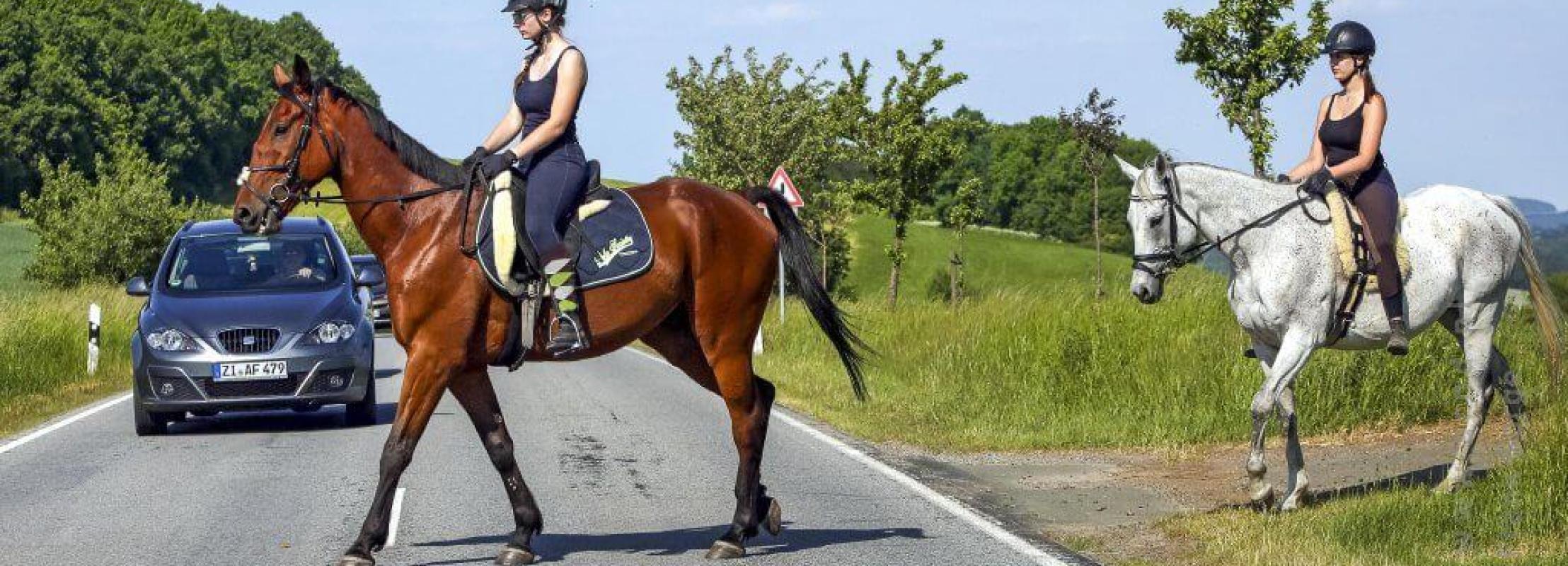 Wat moet je doen als je een paard op de weg tegenkomt?