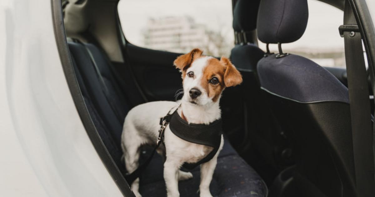 rekening houden als je hond in de auto vervoert? | Suzuki
