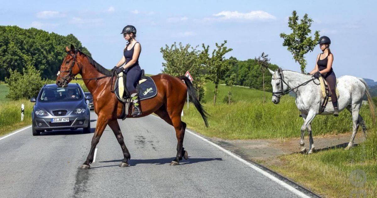 vuist orgaan Landelijk Wat moet je doen als je een paard op de weg tegenkomt?