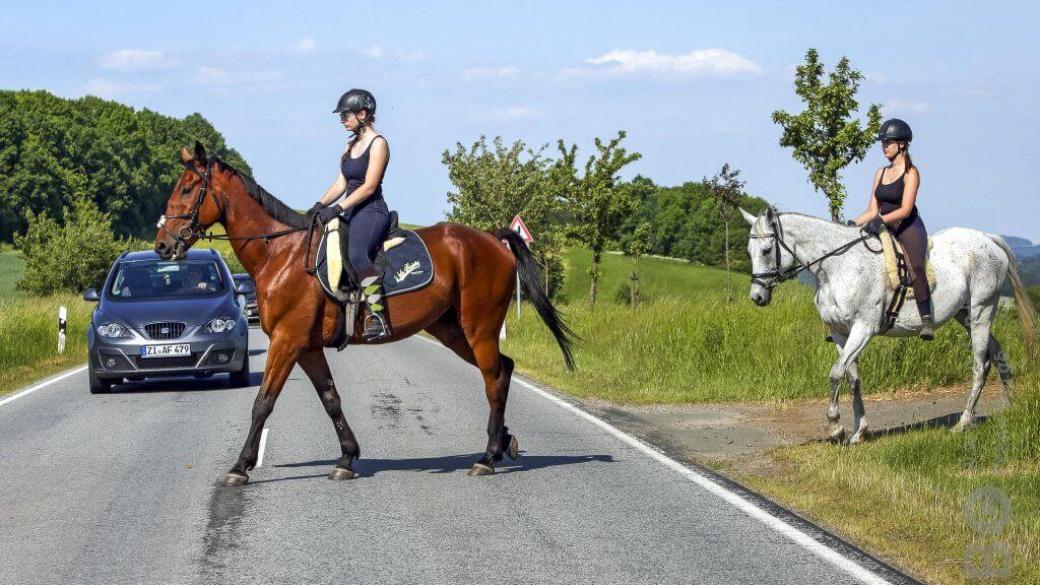 Wat moet je doen als je een paard op de weg tegenkomt?